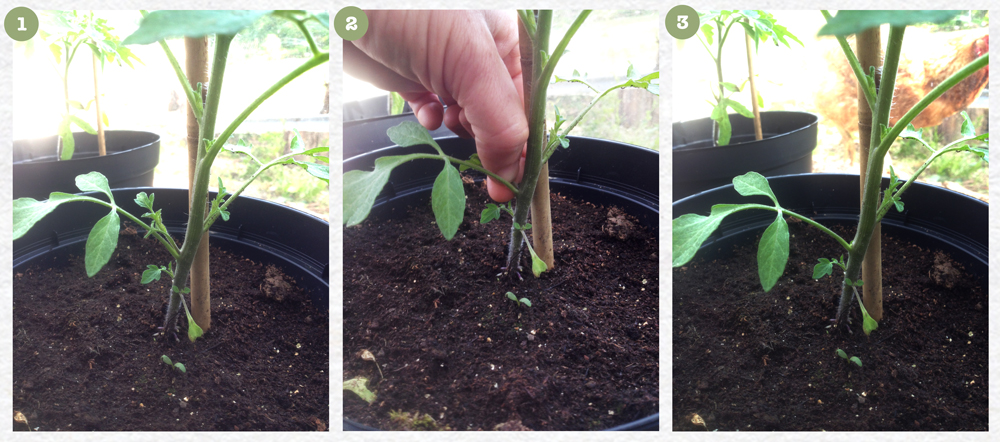 How to pinch out tomatoes