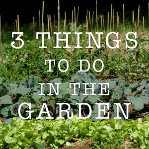 3 things to do in the garden
