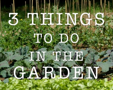 3 things to do in the garden