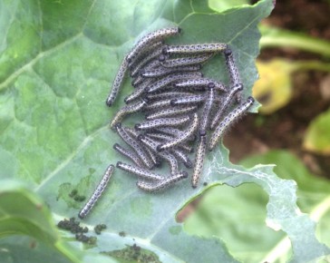 caterpillars