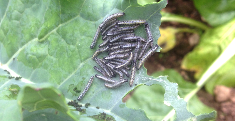 caterpillars