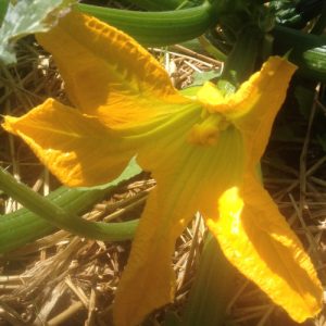 courgette flower
