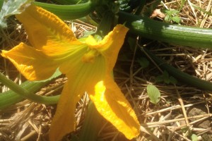 courgette flower
