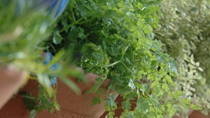 herb garden