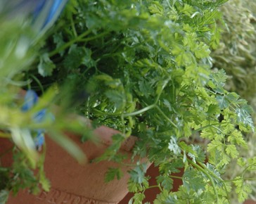 herb garden