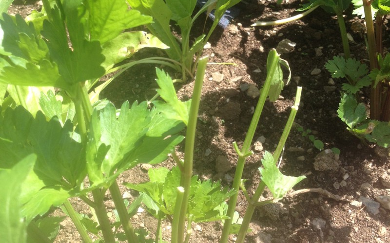 celeriac