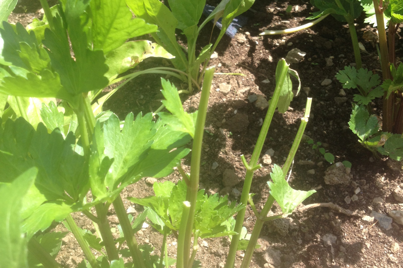 celeriac