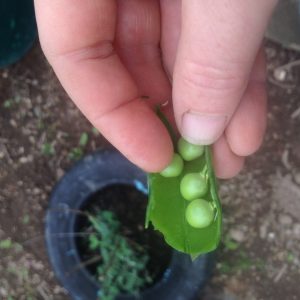 peas