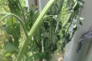 wilting tomatoes