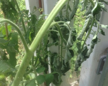 wilting tomatoes
