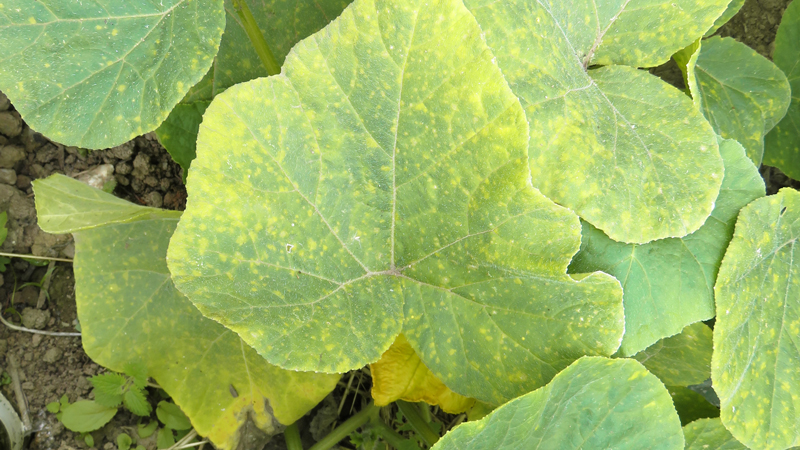 yellow leaves