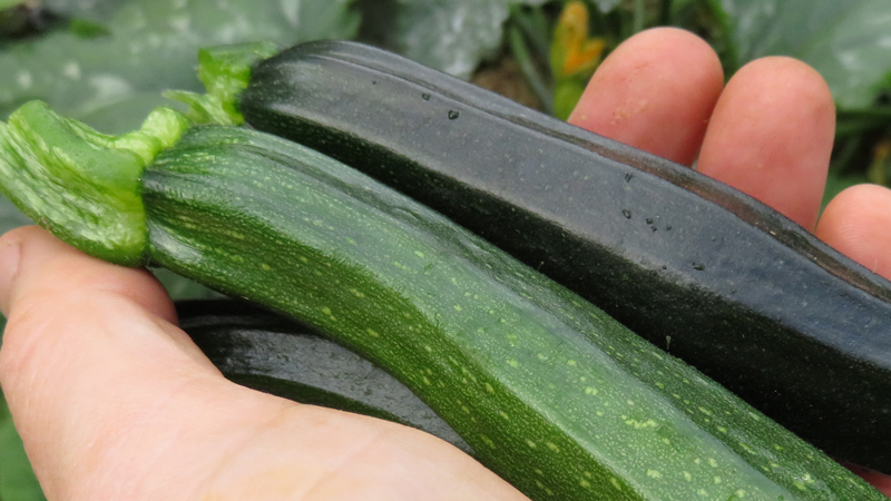 Courgettes