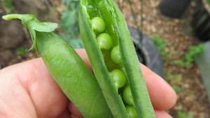 Peas