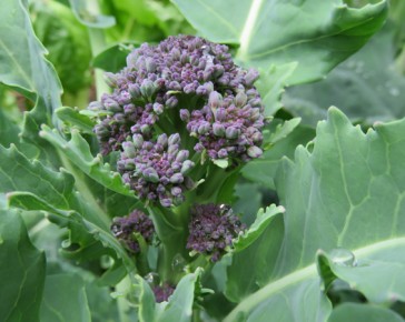 Purple Sprouting Broccoli