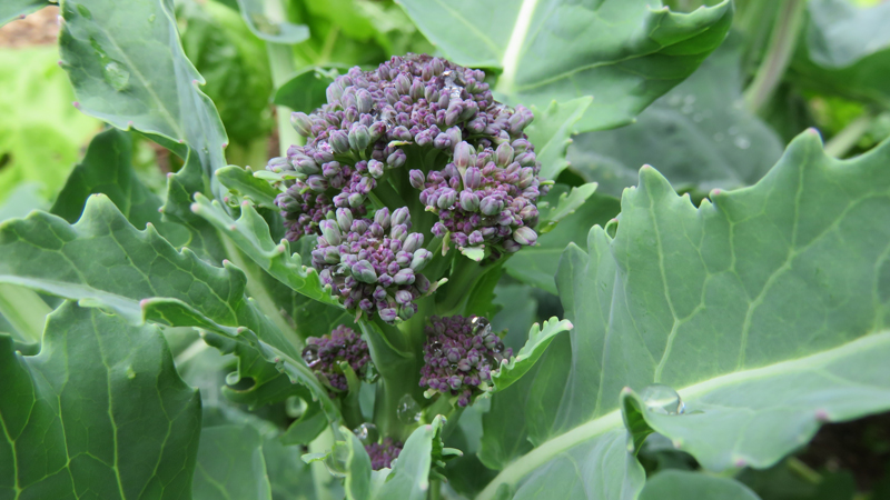 Purple Sprouting Broccoli