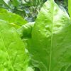 Spinach