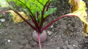 beetroot