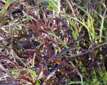 frills mustard