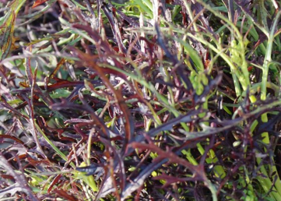 frills mustard