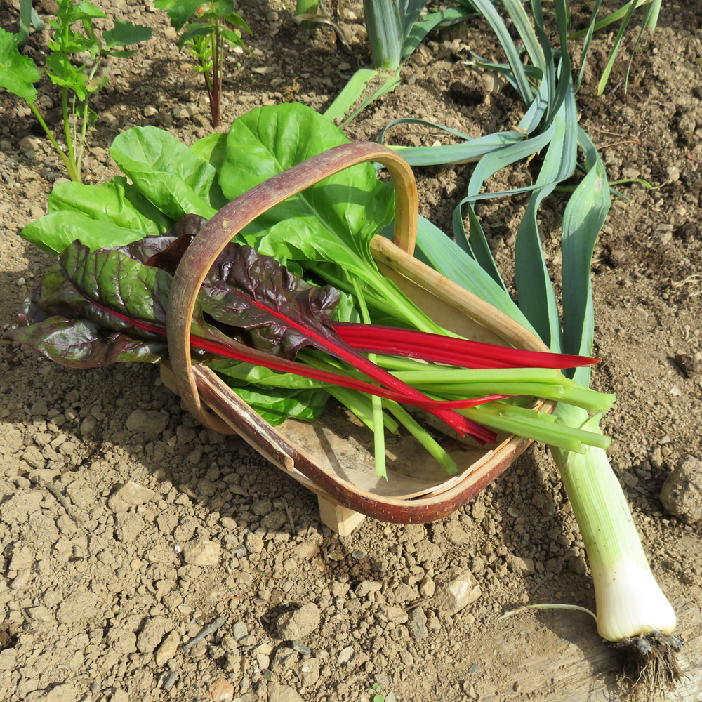 mini year round veg patch