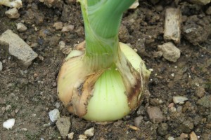 onion