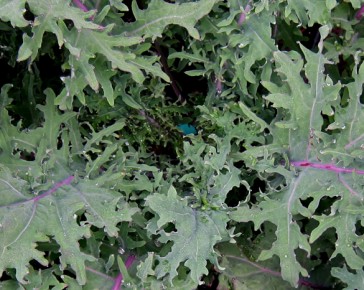 red russian kale