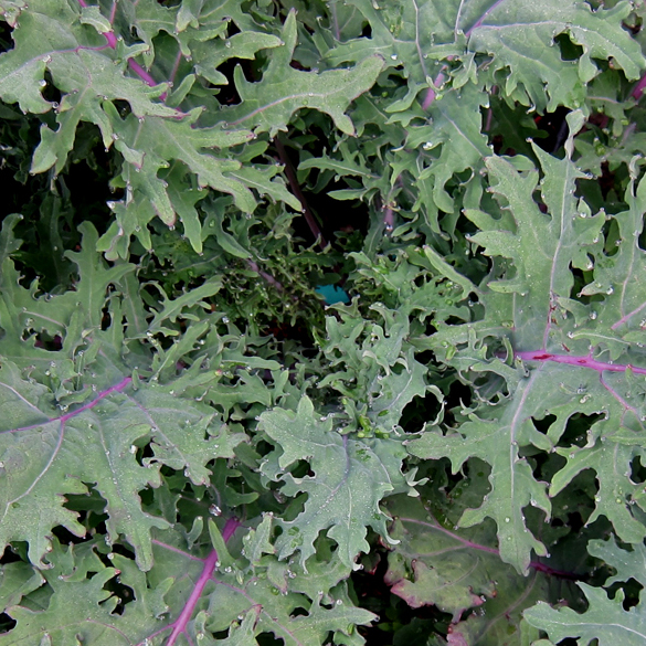 red russian kale