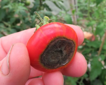 tomato blossom end rot