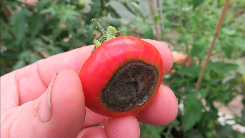 tomato blossom end rot