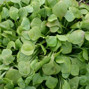 winter purslane