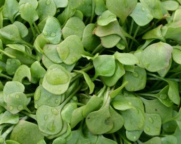 winter purslane