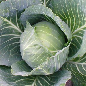 wintergreen cabbage