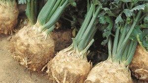 Celeriac