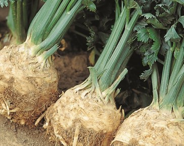 Celeriac