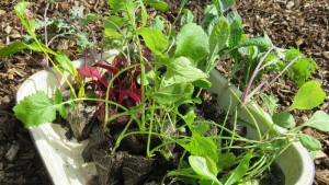 october kitchen garden