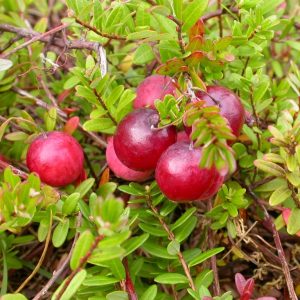 cranberry