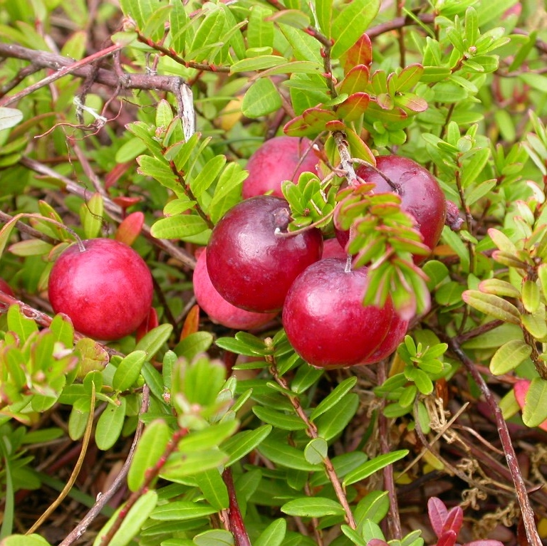 cranberry