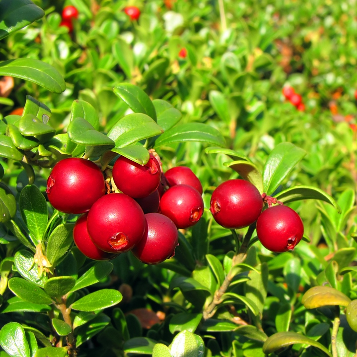 Lingonberry - Red Pearl (Potted)