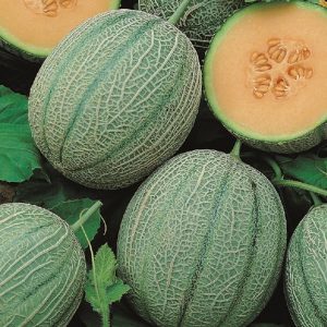 Melon
