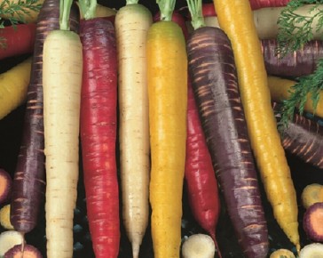 Colourful Carrot Selection