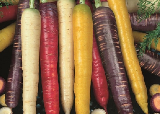 Colourful Carrot Selection