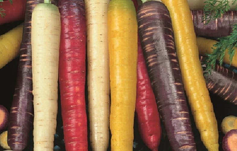 Colourful Carrot Selection