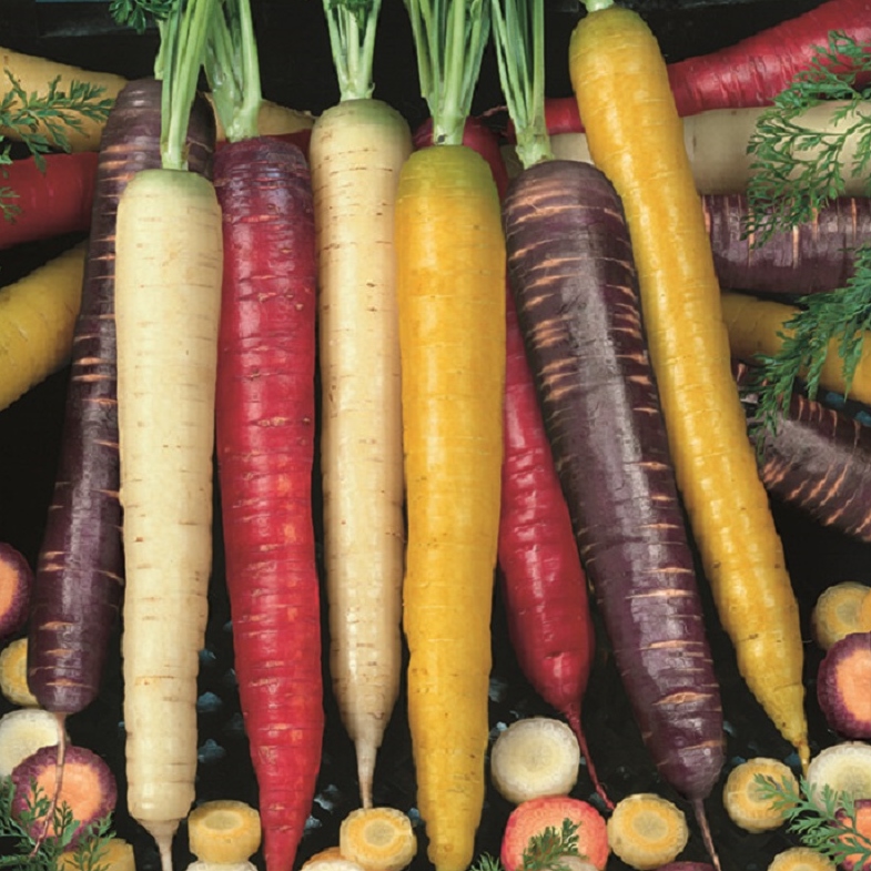 Colourful Carrot Selection