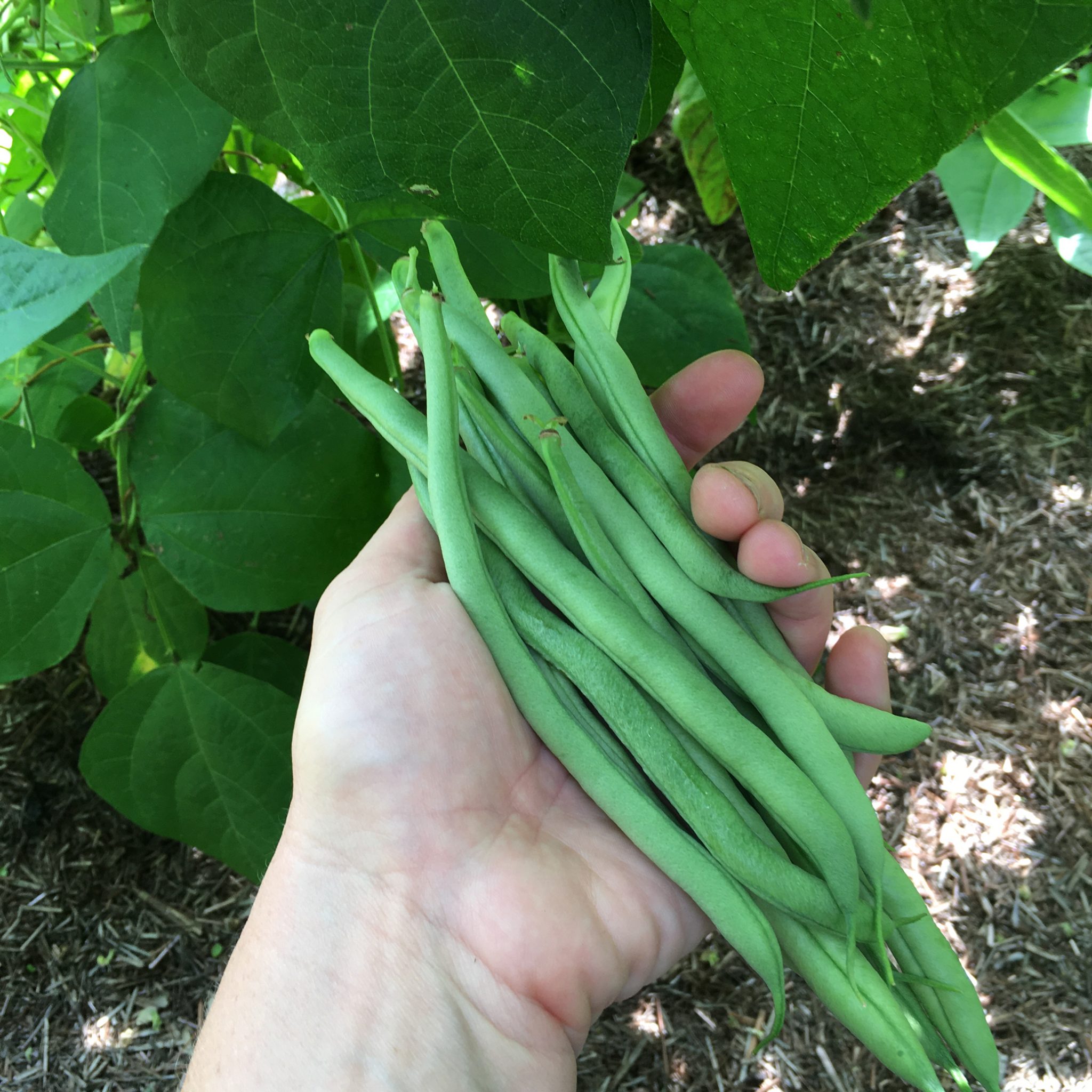 Dwarf French Green Bean Tendergreen Organic Plug Plants to Grow