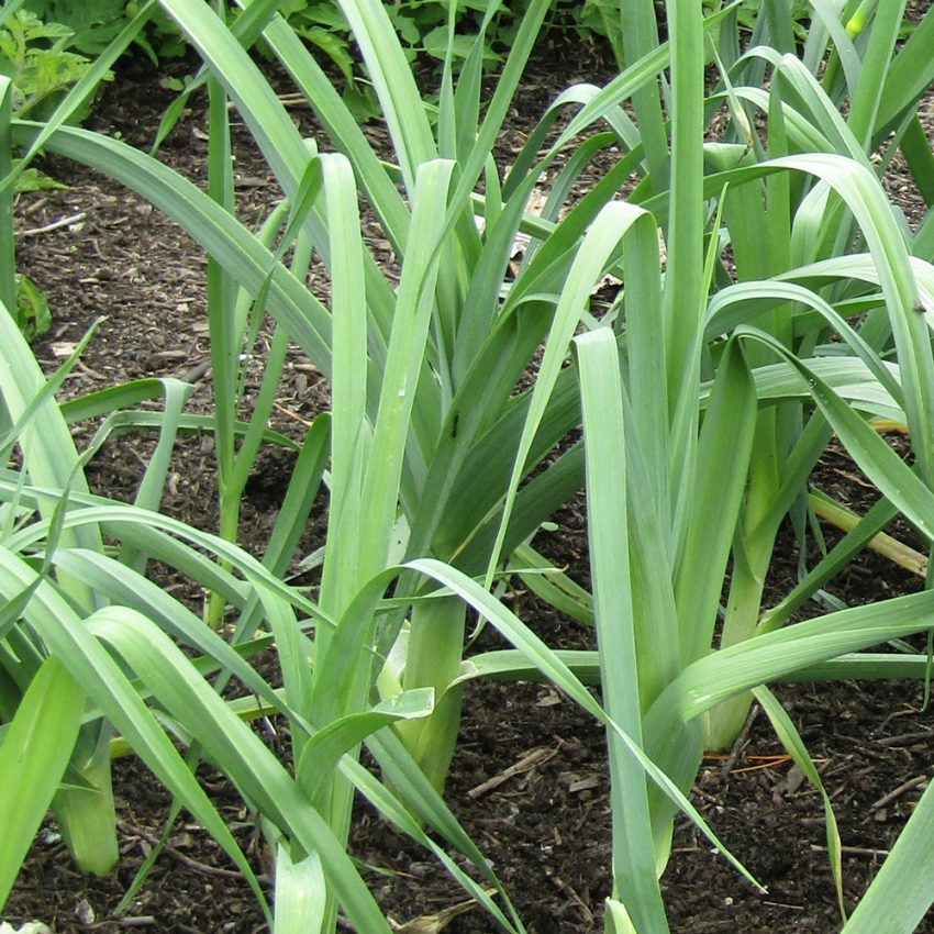 Giant winter leeks plug plants order online with rocket gardens