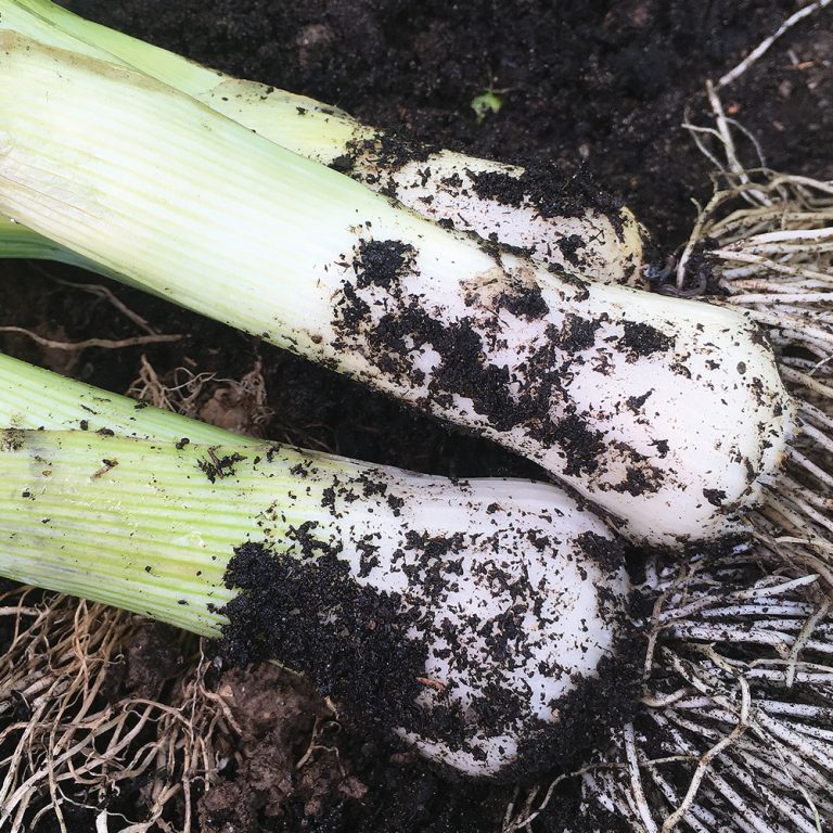 Giant winter leeks plug plants order online with rocket gardens