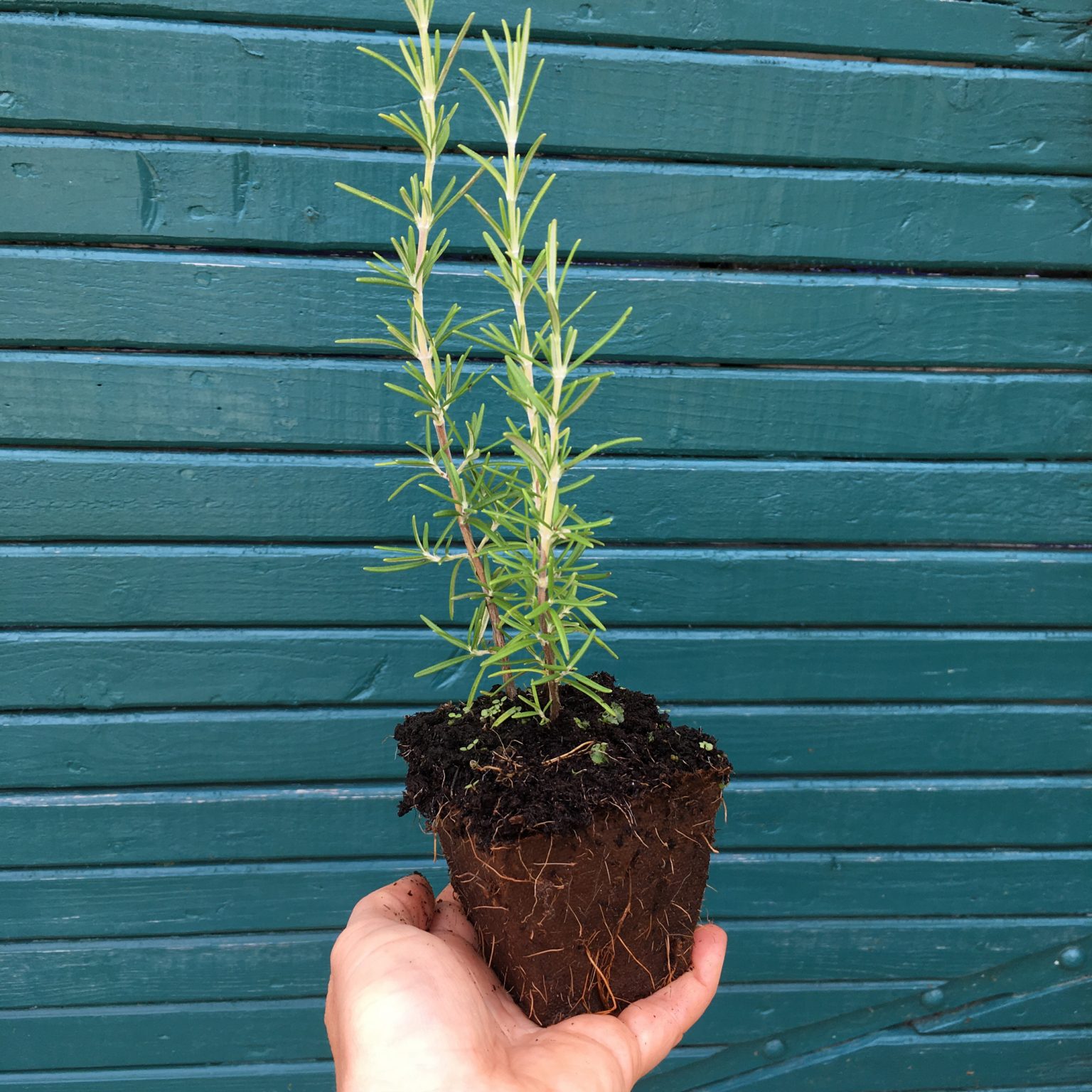Trailing Rosemary Herb Plug Plants Rocket Gardens