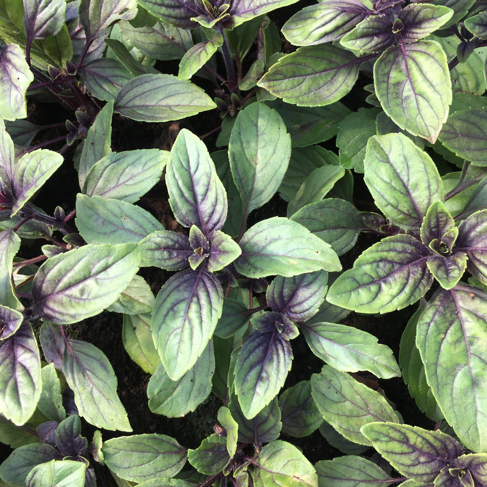 African blue basil plant