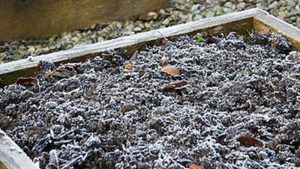 frost