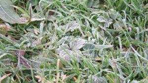 frosty morning